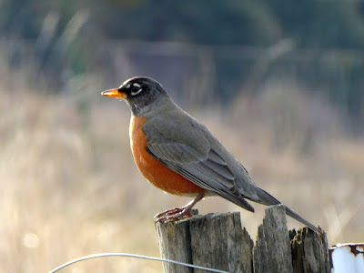 Baby robins