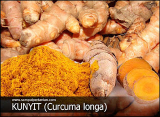 Manfaat dari Kunyit (Curcuma longa) yang belum diketahui