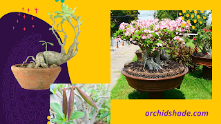 Adenium flowering plant