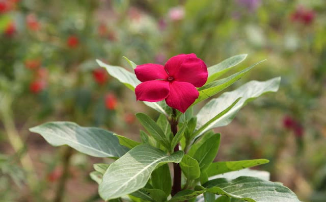 Vinca Flowers Pictures