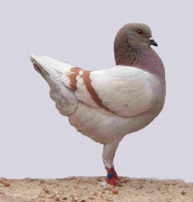 German Modena Pigeon