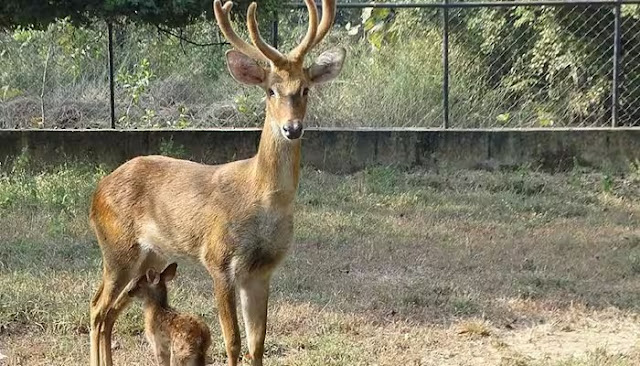 मणिपुर का राज्य पशु "संगाई"  || State Animal of Manipur "Sangai"