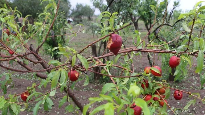 Fueron declarados en desastre agropecuario San Rafael y General Alvear