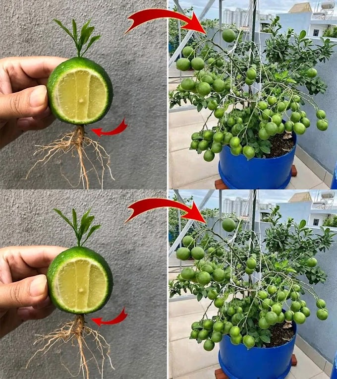 How to Plant Avocados at Home for Dozens