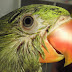 PSITTACOSIS PADA LOVEBIRD