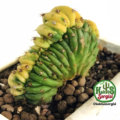 Trichocereus Pachanoi Cristata Variegata kaktüs cactus Bitki bakımı nasıl bakılır