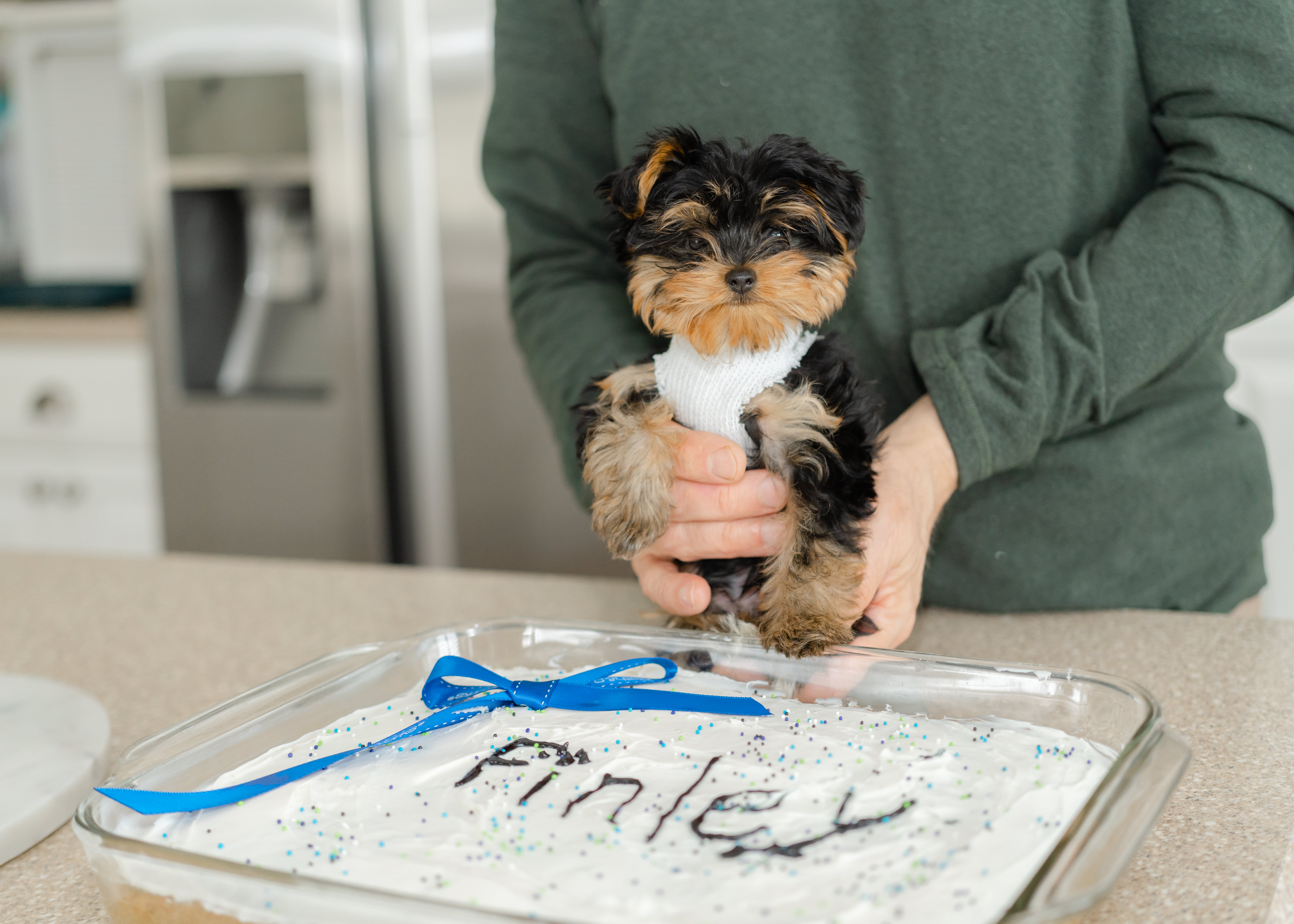 Black and Tan Yorkie Puppy