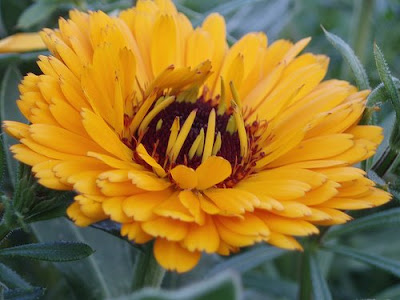 calendula