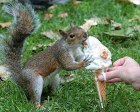 Funny animals of the week - 5 April 2014 (40 pics), squirrel eats ice cream