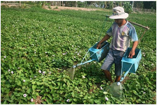 kỹ thuật trồng rau lang, cách trồng rau lang, rau lang ngon,