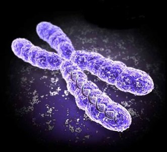 chromosomes dna monkey chimp human self awareness programming bernardpoolman desteni