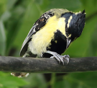 Indian Yellow Tit Machlolophus aplonotus Indian Yellow Tit