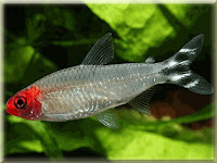Rummynose Tetra Fish Pictures