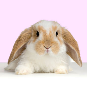 cute rabbit clipart. cute rabbit clipart.