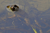 Green frog (male)