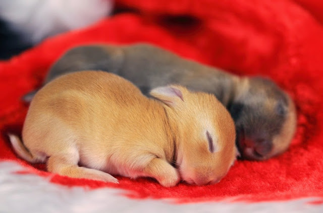 Cutest Bunny Pictures You Would Love To See Everyday