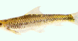 seputar dunia perikanan koleksi gambar  ikan air tawar