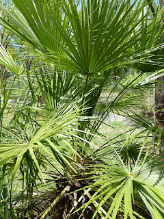 Chamaerops humilis - Palmier nain - Faux palmier doum