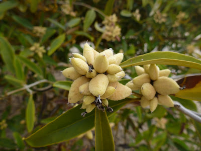 Avicennia germinans - Black Mangrove, Puerto Villamil, Isabela Island, Galápagos