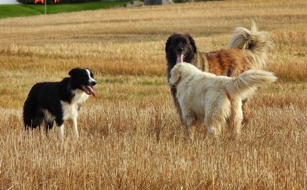 leik på jordet border collie