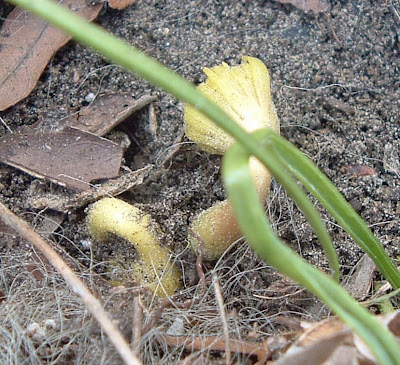 [Photo: Eranthis hyemalis shoots with buds.]