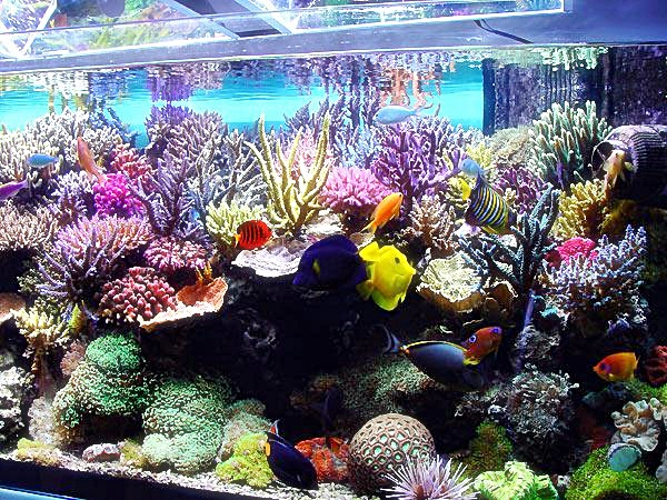Ikan hias air laut dalam aquarium Dunia Air