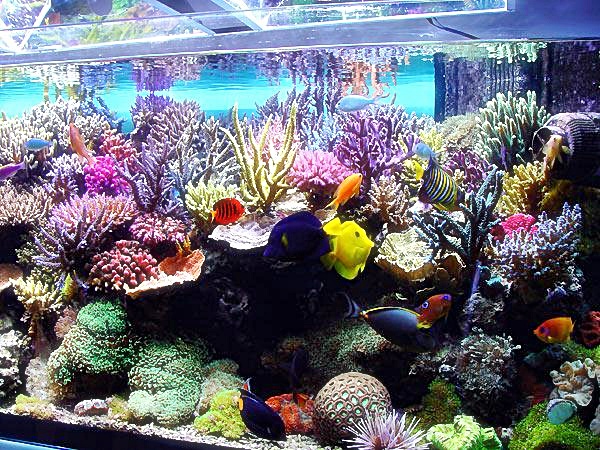 Inspirasi Spesial Aquarium Ikan Hias Air Laut, Spesial!