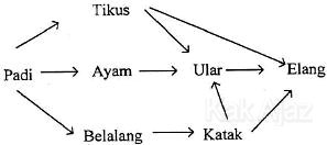 Jaring-jaring makanan, peristiwa yang terjadi jika populasi katak berkurang