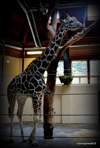Giraffe