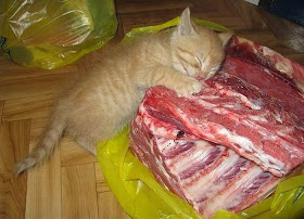 Funny cats - part 90 (40 pics + 10 gifs), kitten sleeping on meats
