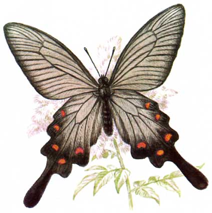 Бабочка алкиной (Atrophaneura alcinous, =Byasa alcinous)