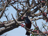 Blue rock thrush lunching on berries. Sakurajima, Japan - photo by Denise Motard, Mar. 2013