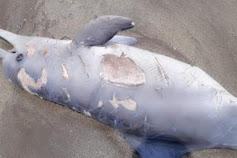 Lumba-lumba Ditemukan Mati Terdampar di Pantai Muara Upu Tapsel