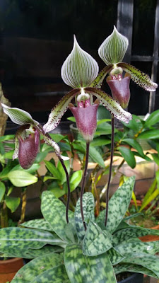 Paphiopedilum superbiens orchid plant care and culture