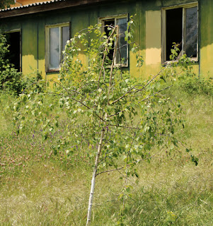 More wind damage to our silver birches