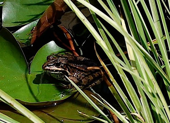 Bassin jardin de Lidine