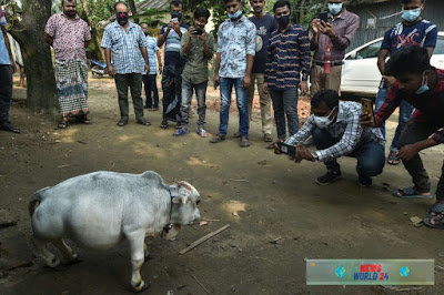 Thousands of  People have flocked to to see dwarf cow in Bangladesh