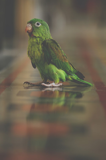 Birds Wallpaper