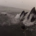 ΕΠΙΚΟ video : Φάλαινες βγαίνουν στην επιφάνεια δίπλα από δύτες