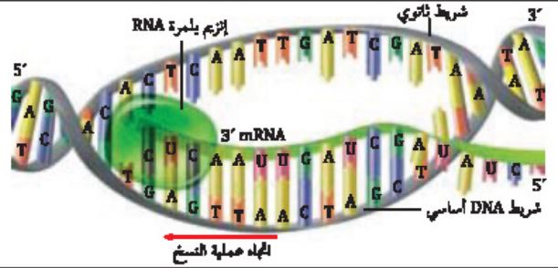 ملخص درس DNA ، و RNA ، والبروتين - الوراثة الجزيئية