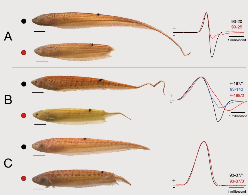 Sciency Thoughts: Two new species of Electric Knifefish from the ian  river system.