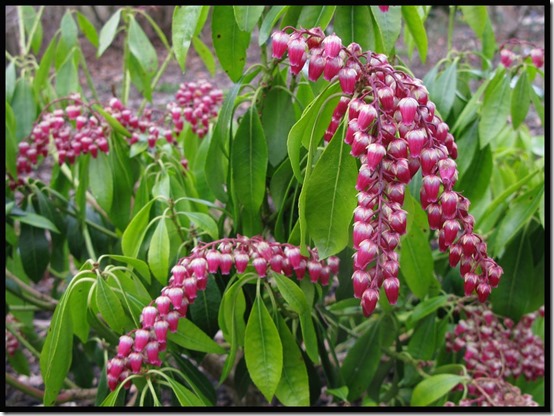 20483Pieris
