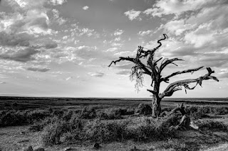 Ölü Ağaç Death Tree Pexels free stock photo
