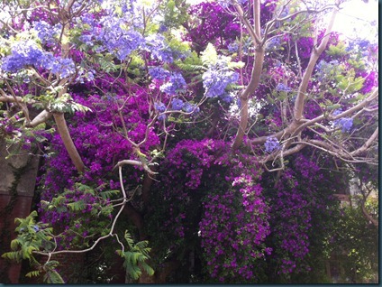 flowers