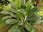 Aglaonema Snow Cap care