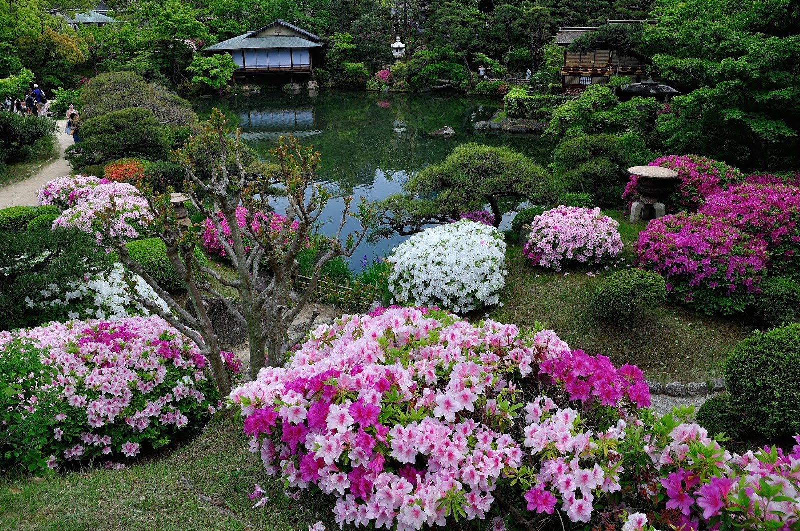 神戶市區的日式庭園 相樂園賞杜鵑花