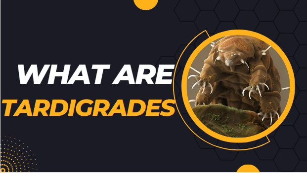 WHAT ARE TARDIGRADES or water bears?