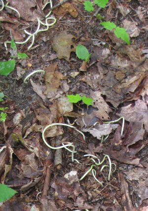 trout lily stems