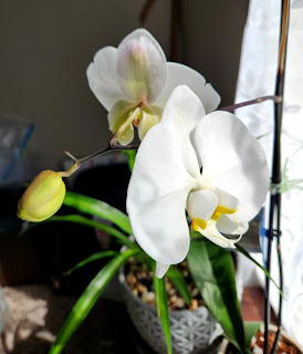 two white orchid blooms and one bud to the left. The plant is being lit with filtered light from a window