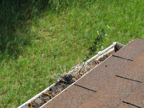 baby tree in a gutter